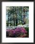 Norfolk Botanical Gardens, Va by Barry Winiker Limited Edition Print