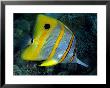 Beaked Butterflyfish, Australia by David B. Fleetham Limited Edition Pricing Art Print