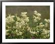 Meadowsweet, Orkeney Mainland by Iain Sarjeant Limited Edition Pricing Art Print
