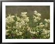 Meadowsweet, Orkeney Mainland by Iain Sarjeant Limited Edition Print