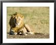 Lion, Male Kalahari Lion Resting, Botswana by Mike Powles Limited Edition Pricing Art Print