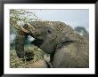 African Elephant Munches On A Thorn Bush by Roy Toft Limited Edition Print