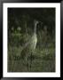 Sandhill Crane Stands Amid The Tall Grass Of A Marsh by Klaus Nigge Limited Edition Print