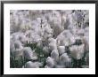 Arctic Wild Flowers Blowing In The Wind by Paul Nicklen Limited Edition Print