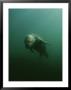 An Underwater Shot Of A Gray Seal, Halichoerus Gryphus, Swimming by Bill Curtsinger Limited Edition Pricing Art Print