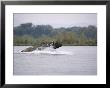 A Cape Buffalo Splashes Through Water by Beverly Joubert Limited Edition Print