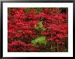 Black Gum Tree In Fall Colour On The Foothills Parkway, Tn by Willard Clay Limited Edition Print