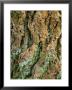 Pseudotsuga Menziesii (Douglas Fir) Close-Up Of Bark by Susie Mccaffrey Limited Edition Pricing Art Print