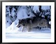 Gray Wolf Walking In The Snow by Lynn M. Stone Limited Edition Pricing Art Print