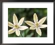 Triteleia Ixioides Starlight (Pretty Face) by Chris Burrows Limited Edition Print