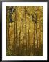 A Stand Of Autumn Colored Aspen Trees by Charles Kogod Limited Edition Print