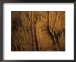 Ancient Negative Handprints On The Walls Of The Handprint Cave by Stephen Alvarez Limited Edition Print