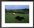 Pastoral Landscape With Cattle And Sheep by Sisse Brimberg Limited Edition Pricing Art Print
