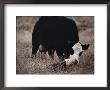First Order Of The Day For A Newborn Calf Is A Wash By Its Mother by Farrell Grehan Limited Edition Print