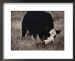 First Order Of The Day For A Newborn Calf Is A Wash By Its Mother by Farrell Grehan Limited Edition Print