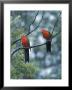 Male Australian King Parrots, Queensland, Australia by Howie Garber Limited Edition Pricing Art Print