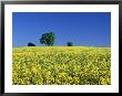 Trees On Horizon Of Field Of Rape, Sussex, Uk by Ian West Limited Edition Print