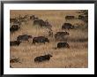 A Herd Of Cape Buffalo Grazes On A Savanna by Jodi Cobb Limited Edition Print