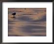 Sandpiper On Sandflats, Clayoquot Sound, Vancouver Island by Joel Sartore Limited Edition Pricing Art Print