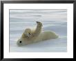Polar Bear Rolling In The Snow by Norbert Rosing Limited Edition Print