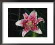 A Close View Of An Asian Lily by Nick Caloyianis Limited Edition Print