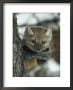 An American Marten In A Tree During A Light Snowfall by Michael S. Quinton Limited Edition Print