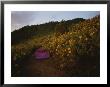 A Row Of Tents Line A Path Through A Field Of Sunflowers by Jodi Cobb Limited Edition Print