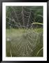 A Spiderweb Covered In Dew by Darlyne A. Murawski Limited Edition Print