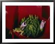 Tiny Frog Inside A Bromeliad by Paul Zahl Limited Edition Print