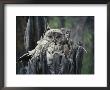 A Great Gray Owl And Owlet In Their Nest, A Rotting Tree Stump by Michael S. Quinton Limited Edition Pricing Art Print