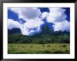 Horses Grazing In Field, Opunohu Valley, Moorea by Walter Bibikow Limited Edition Pricing Art Print