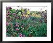 Verbena Bonariense Late Summer Sunshine, Holt Farm, Somerset by Mark Bolton Limited Edition Print