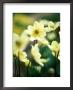 Anemone Multifida, Close Of Of Yellow Flower Heads by Pernilla Bergdahl Limited Edition Pricing Art Print