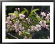 Crab Apple Blossom (Malus) Close-Up by Mark Bolton Limited Edition Print