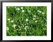 Dandelion, Seed & Flower Heads With Daisies In Long Meadow Grass, Forde Abbey by Mark Bolton Limited Edition Print