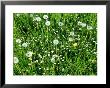 Dandelion, Seed & Flower Heads With Daisies In Long Meadow Grass, Forde Abbey by Mark Bolton Limited Edition Print