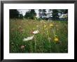 A Field Of Blooming Wildflowers Containing Clover, Daisies And Others by Heather Perry Limited Edition Print