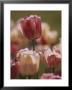 A Close View Of Tulips Growing In Whitnall Park, Milwaukee by Paul Damien Limited Edition Print