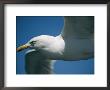 A Close-Up Of A Seagull In Flight by Todd Gipstein Limited Edition Print