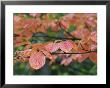 Close View Of Pacific Dogwood Tree Leaves In The Fall by Marc Moritsch Limited Edition Print