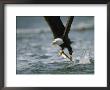 American Bald Eagle In Flight Over Water With A Fish In Its Talons by Klaus Nigge Limited Edition Pricing Art Print