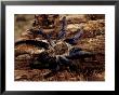 Cobalt Blue Tarantula by Claudia Adams Limited Edition Print