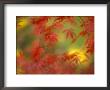 Fall-Colored Maple Leaves by Stuart Westmoreland Limited Edition Print