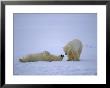 A Polar Bear Lies Down For A Rest While His Companion Walks Over by Paul Nicklen Limited Edition Pricing Art Print