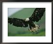 An American Bald Eagle Stares Intently Down At Its Prey Below by Klaus Nigge Limited Edition Print