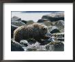 A Brown Bear Sow On A Rocky Shore by Tom Murphy Limited Edition Print