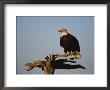 American Bald Eagle Perches On A Dead Tree Branch by Paul Nicklen Limited Edition Print