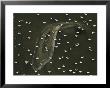 White Pelicans In Migration Flight Over A Barrier Island Fringing A Louisiana Salt Marsh by Joel Sartore Limited Edition Print