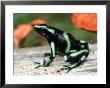 Green And Black Poison Dart Frog (Dendrobates Auratus) In Profile by Roy Toft Limited Edition Print