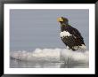 Stellers Sea Eagle (Haliaeetus Pelagicus) Sits On Floating Pack Ice by Roy Toft Limited Edition Print